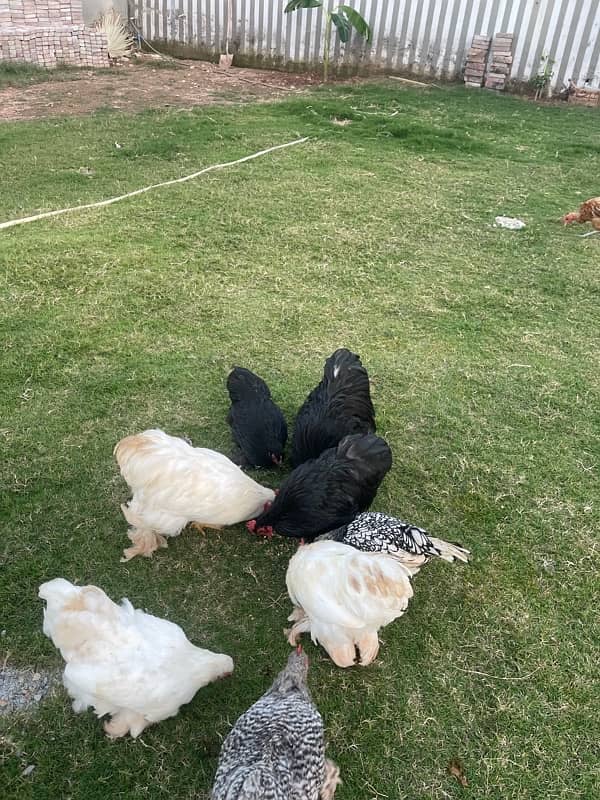 Bantam Pairs for sale 3