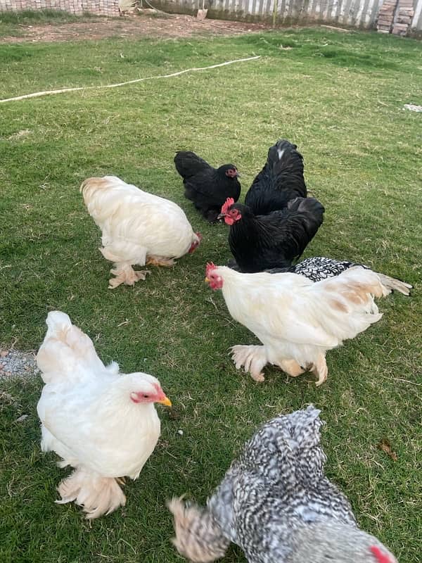 Bantam Pairs for sale 5