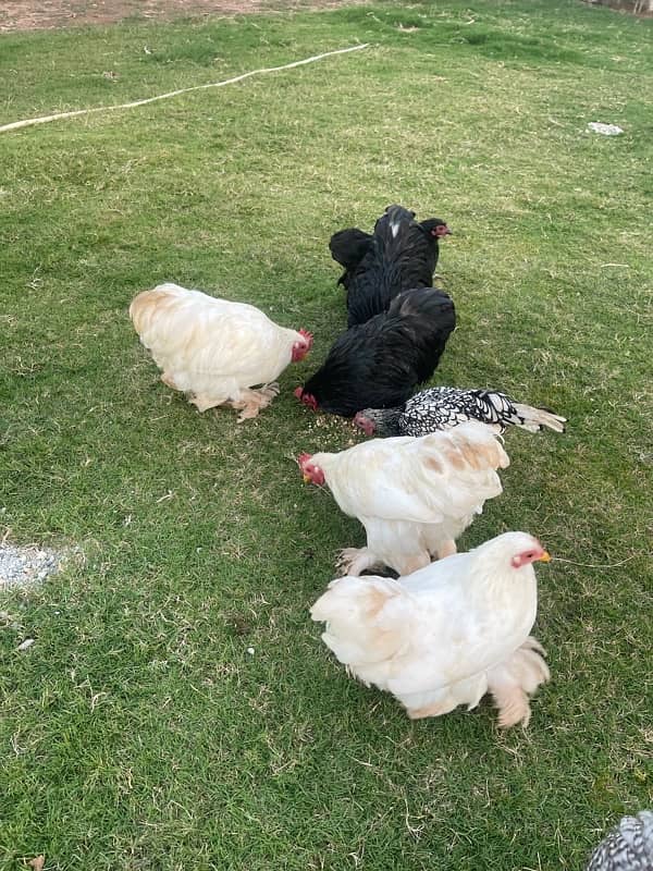 Bantam Pairs for sale 6