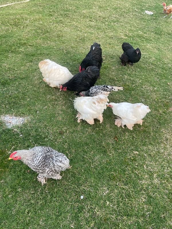 Bantam Pairs for sale 7