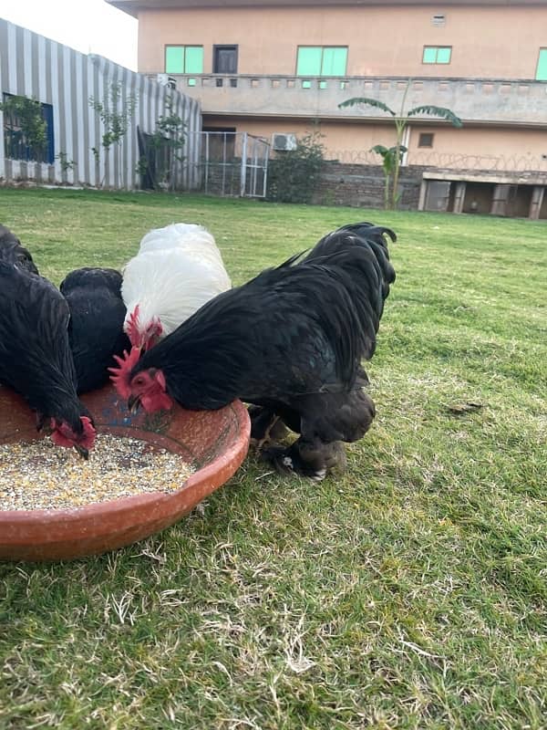 Bantam Pairs for sale 8