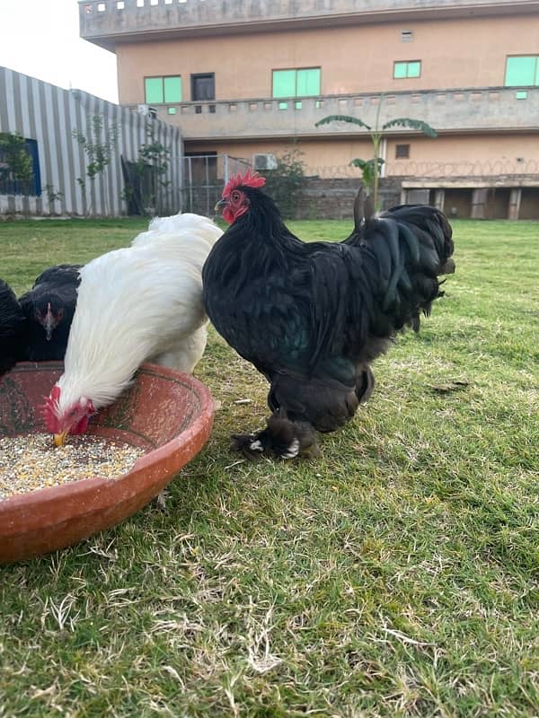 Bantam Pairs for sale 9