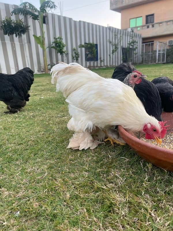 Bantam Pairs for sale 10