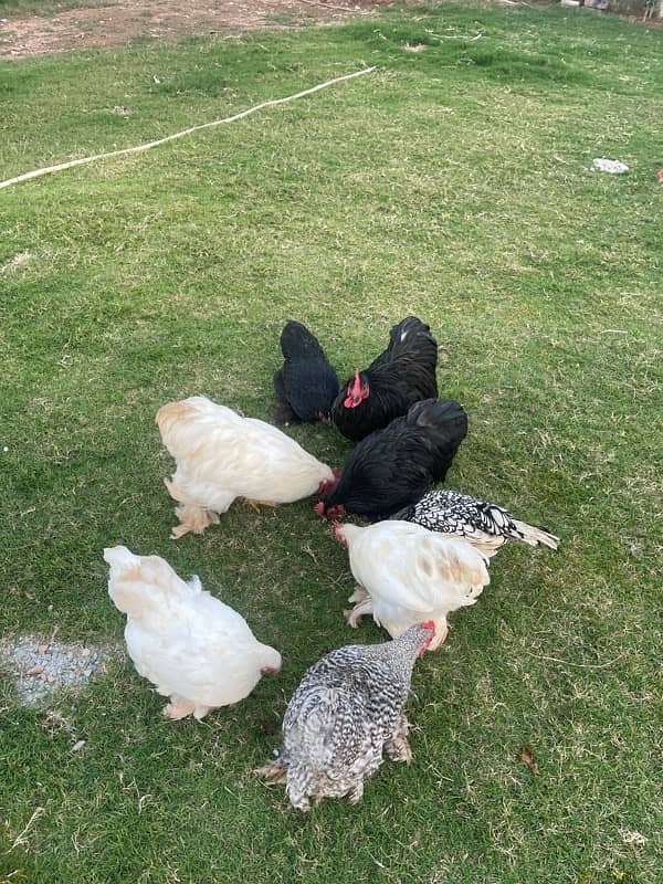 Bantam Pairs for sale 11