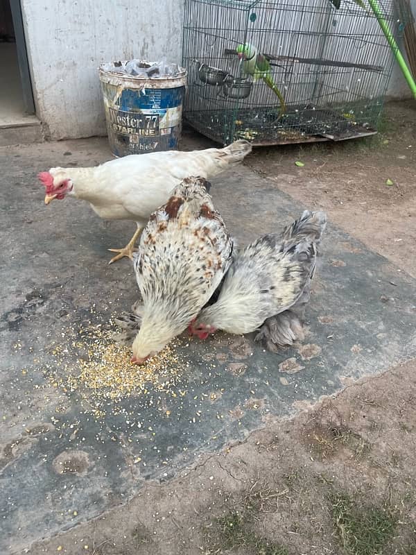 Bantam Pairs for sale 12