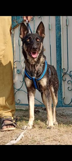 Alsatian female 12 months for sale