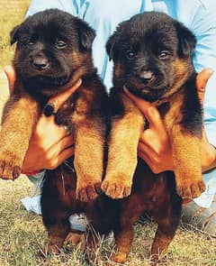 german shepherd / puppies / dog / German shepherd