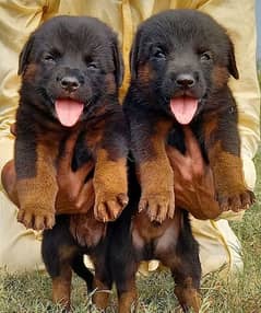 German Shepherd puppies /  German Shepherd Long Coat pair for sale