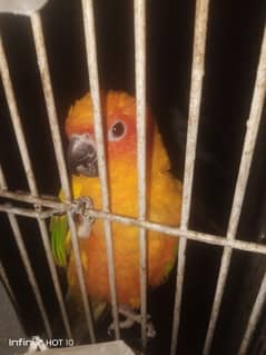 female sun conure adult with DNA report