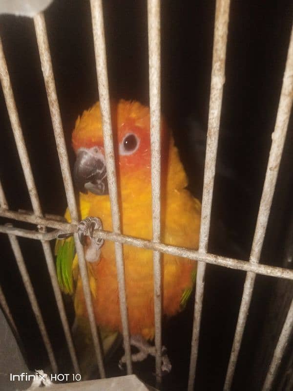 female sun conure adult with DNA report 0