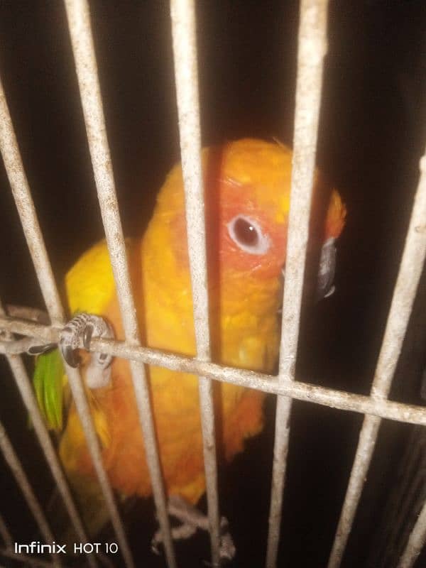 female sun conure adult with DNA report 1