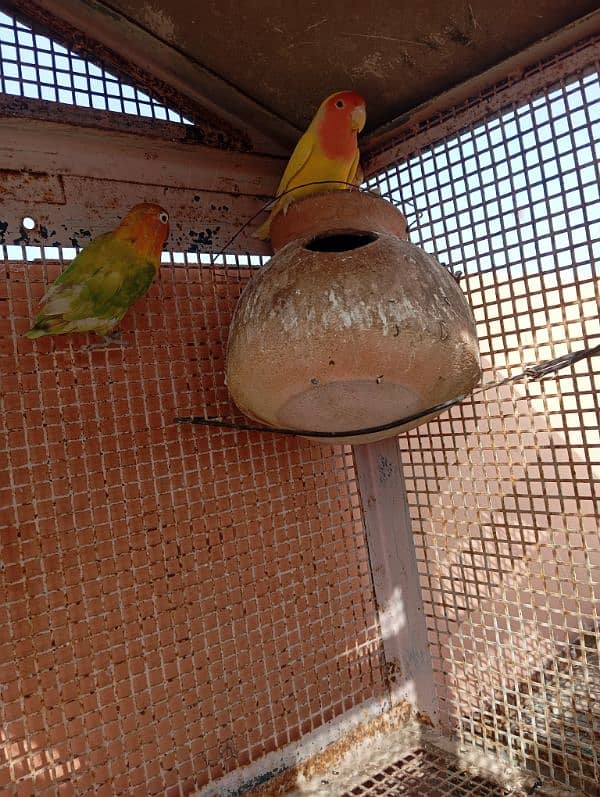 lotino pair and 1 single lovebird 0