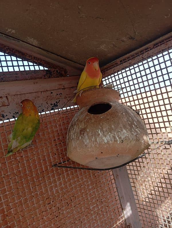 lotino pair and 1 single lovebird 1