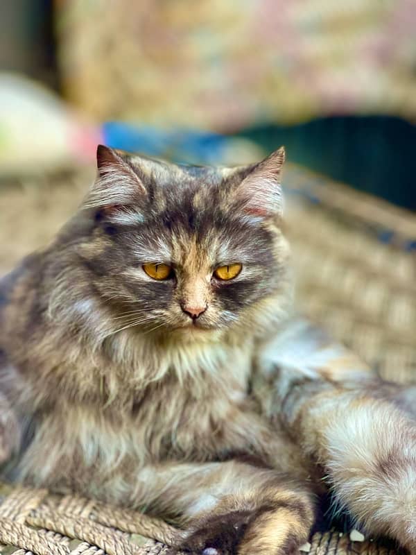 persian cat 2