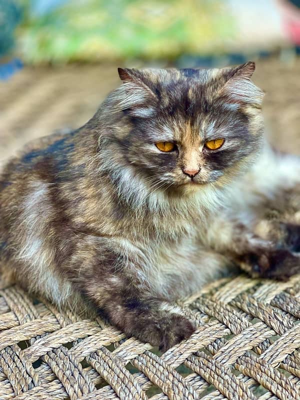 persian cat 3