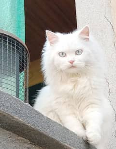 Adorable Persian Kittens Cat for Sale Female Available Lahore Pakistan