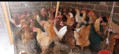 egg laying hens golden misri