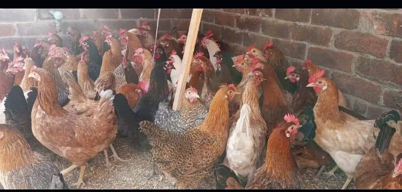 egg laying hens golden misri 2