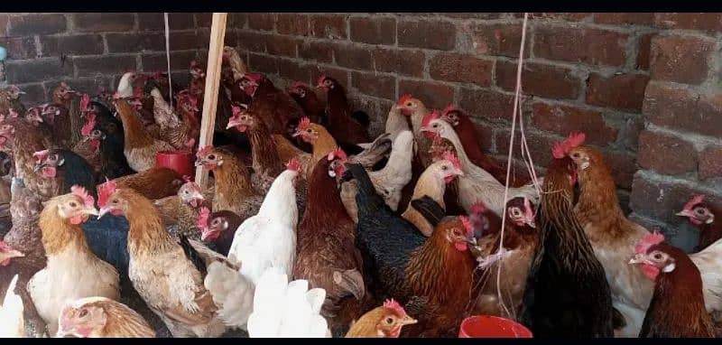 egg laying hens golden misri 3