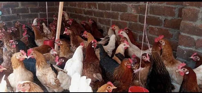 egg laying hens golden misri 4