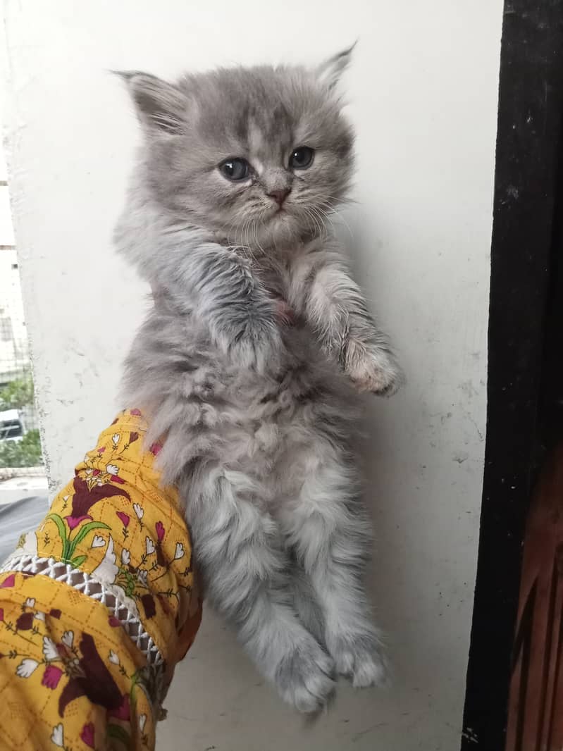 Doll face pure persian 50 days old kittens available 0