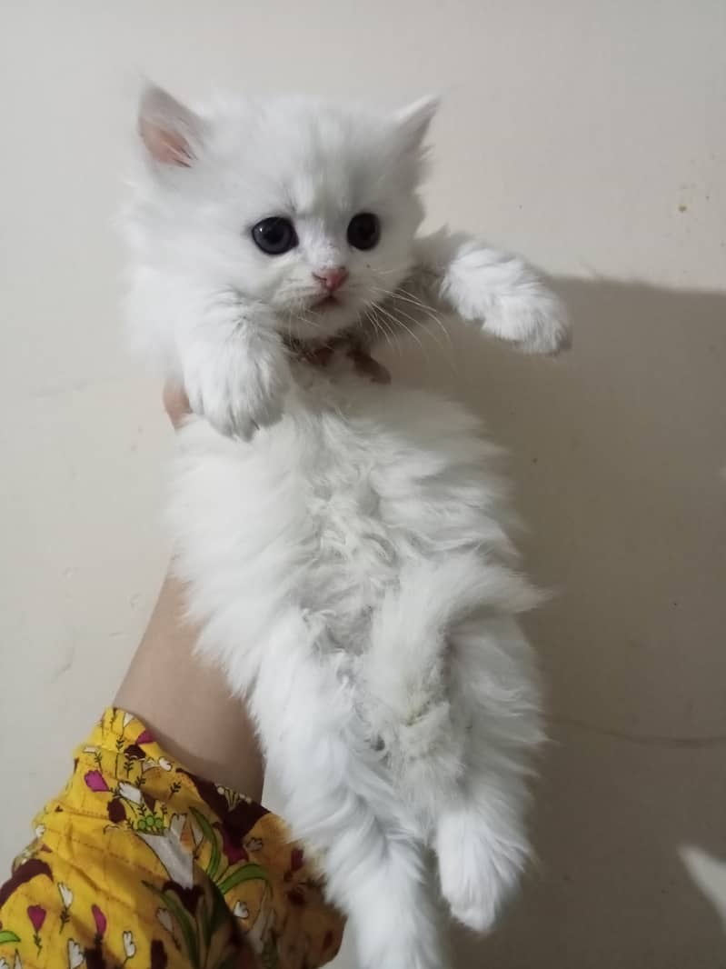 Doll face pure persian 50 days old kittens available 1