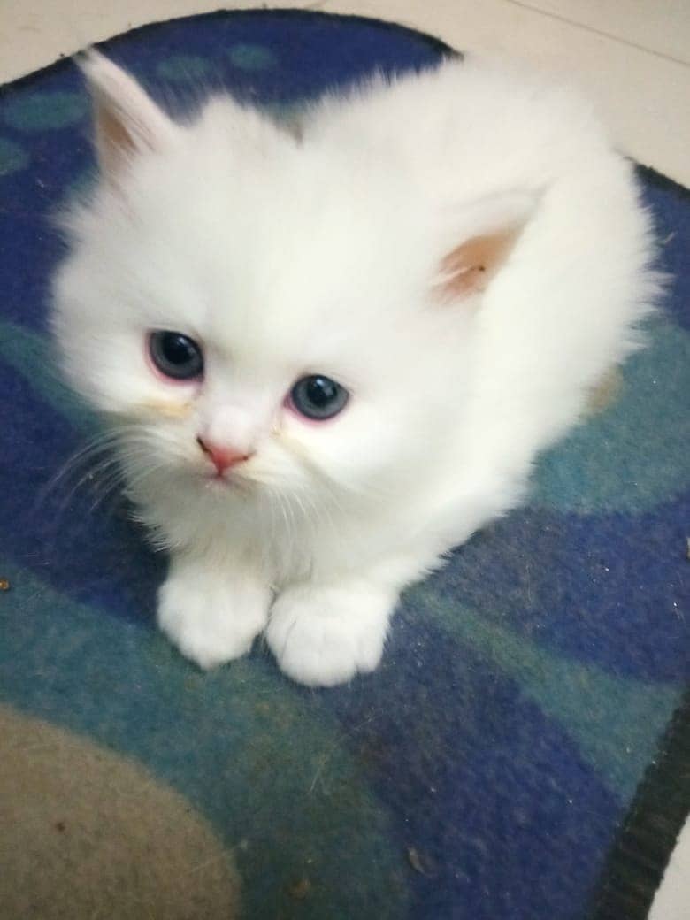 Doll face pure persian 50 days old kittens available 2