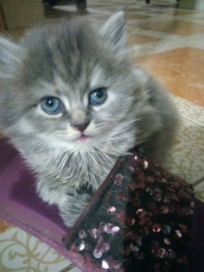 Doll face pure persian 50 days old kittens available 3