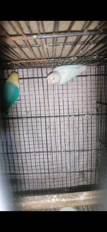 Albino Red eye Breeder pair 1