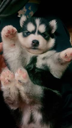 Siberian Husky Puppies