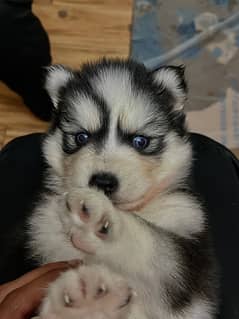 Siberian Husky Puppies