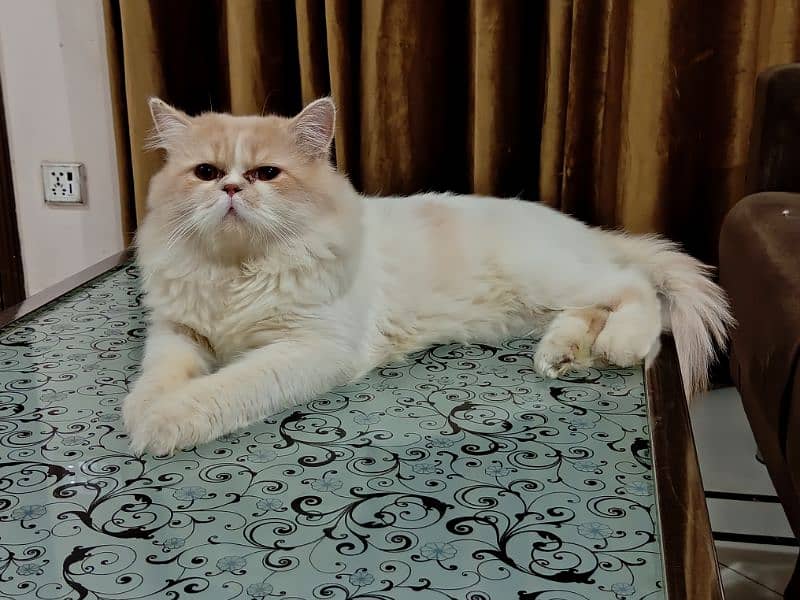 Bi-colour Persian Male 1