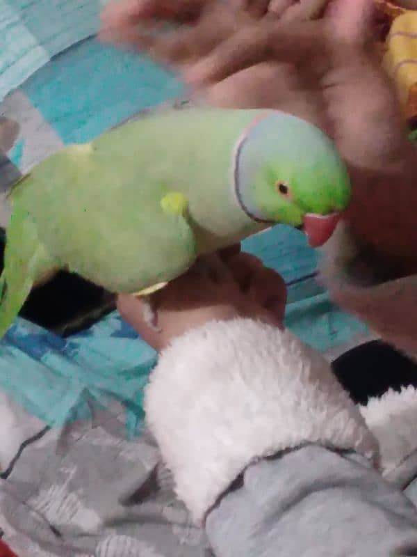 GREEN RINGNECK MALE FACE TO FACE TALKING & TAME 1