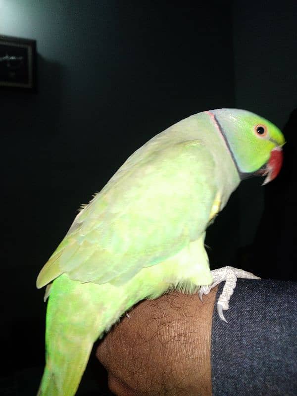 GREEN RINGNECK MALE FACE TO FACE TALKING & TAME 2