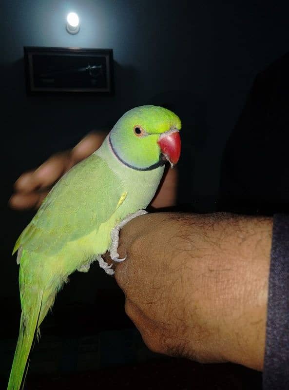 GREEN RINGNECK MALE FACE TO FACE TALKING & TAME 3