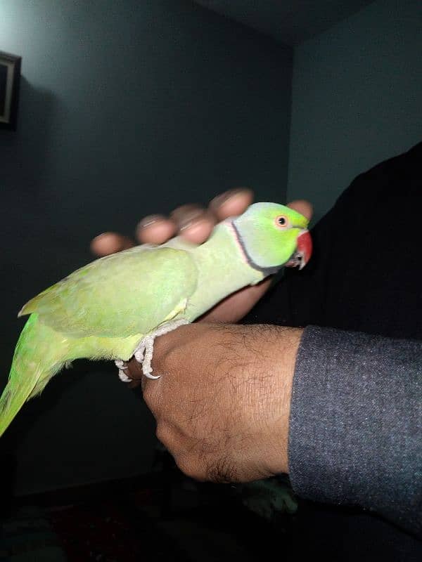 GREEN RINGNECK MALE FACE TO FACE TALKING & TAME 4