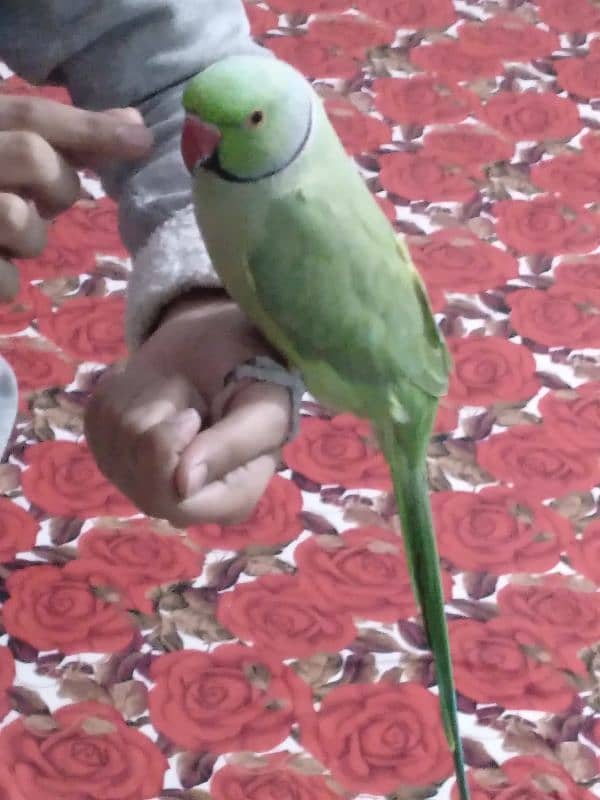 GREEN RINGNECK MALE FACE TO FACE TALKING & TAME 7