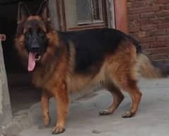 German shepherd long coat