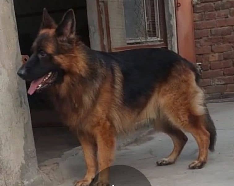 German shepherd long coat 1