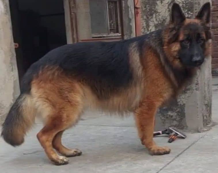 German shepherd long coat 3