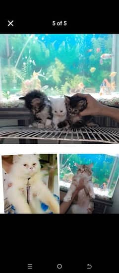 kittens for sale