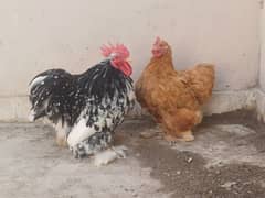 Bantam Pure Blood line Pair