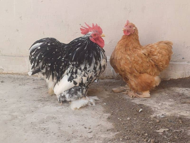 Bantam Pure Blood line Pair 1