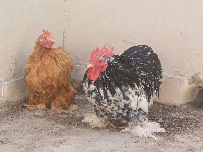 Bantam Pure Blood line Pair 2