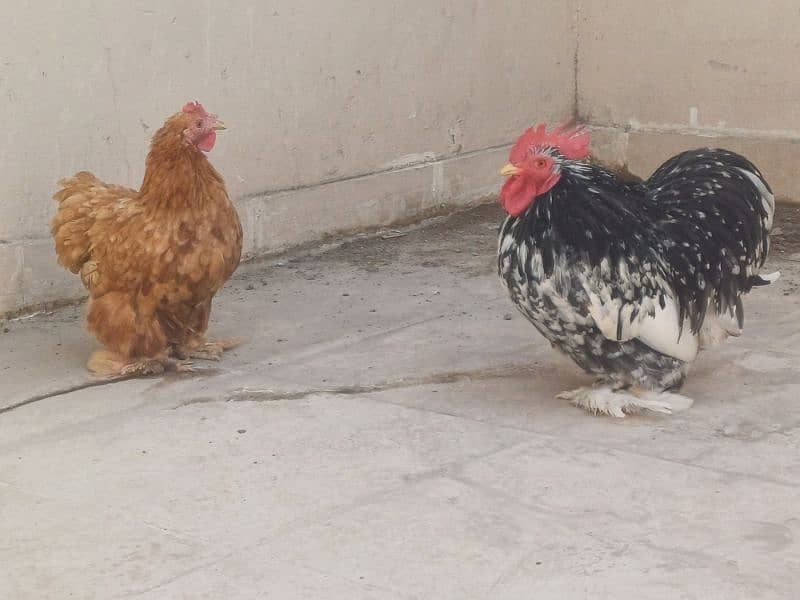 Bantam Pure Blood line Pair 3