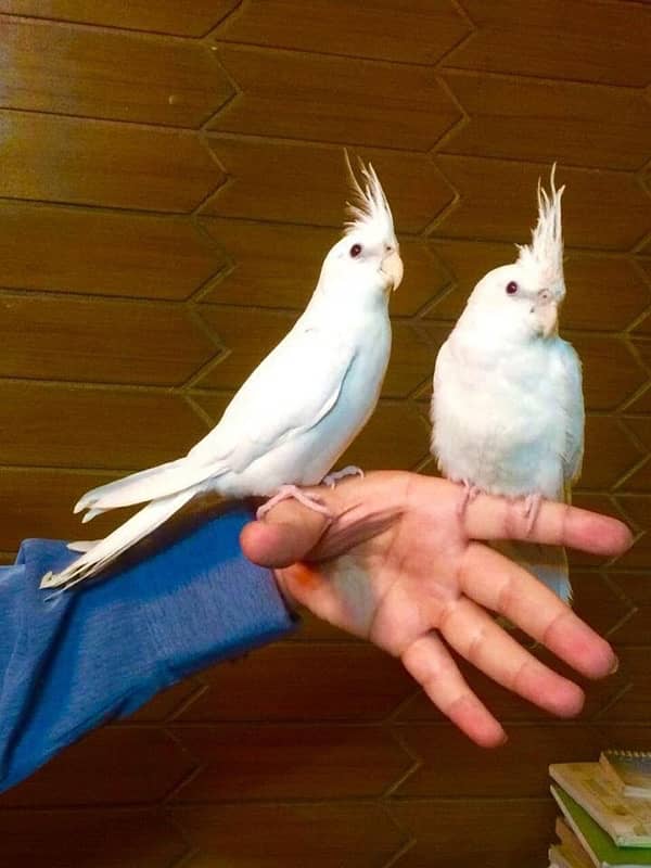 Fully hand tamed Friendly common white & Eno red eyes cocktail pair 0