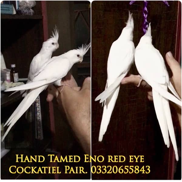 Fully hand tamed Friendly common white & Eno red eyes cocktail pair 1