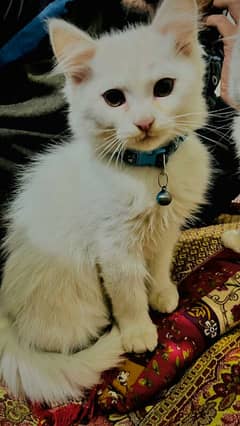 persian kitten