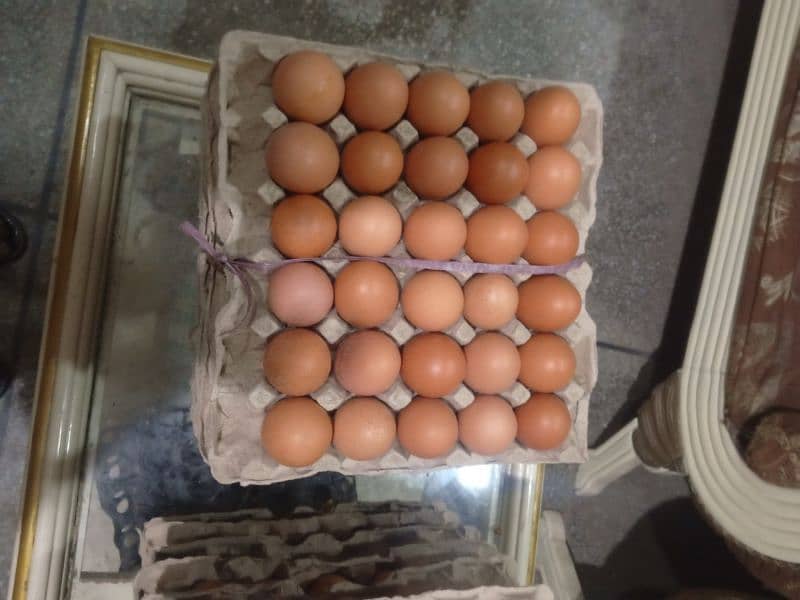 Lohman or Dhandarvi pure misri Hens or EGGS available 3