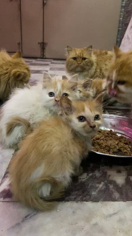 persian kittens 2